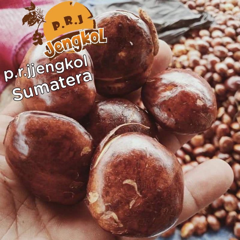 

Jengkol/Jering 1Kg Sumatera KERING/BELUM DI RENDAM