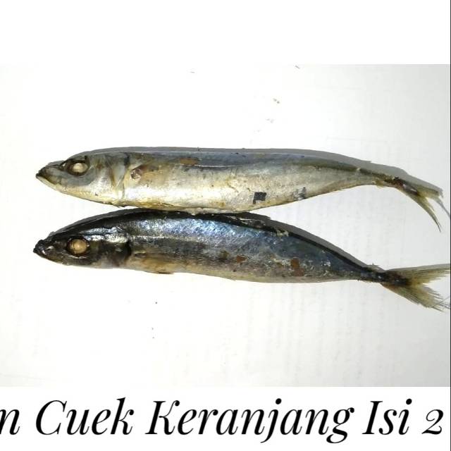 KangSayur - Ikan Segar CUE PANJANG isi 2 Pcs Ikan Cuwek Tongkol Balado Tongkol Suir Siap Masak