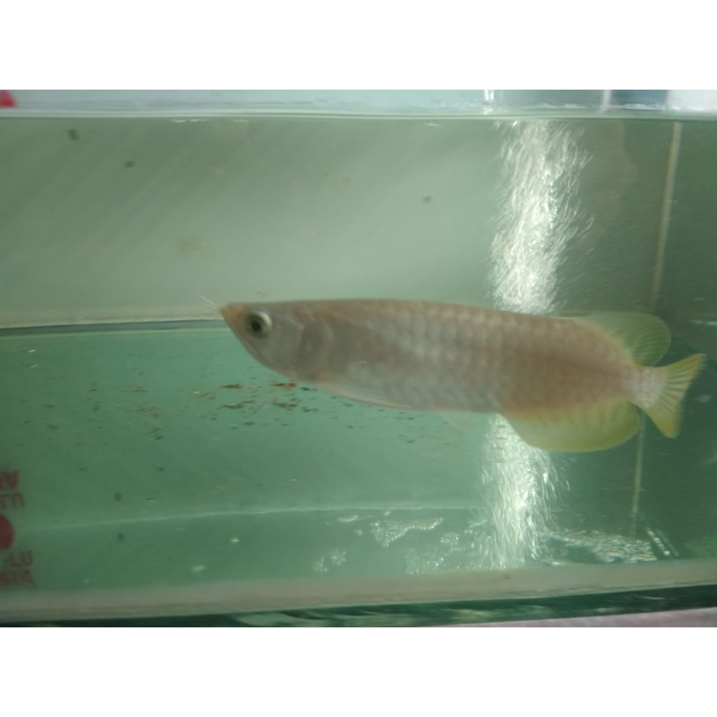Ikan Arwana Banjar Metalik