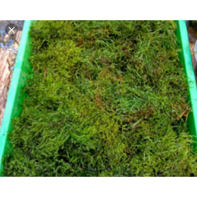 java moss kondisi segar pernampan 20x40(tanaman aquascape)