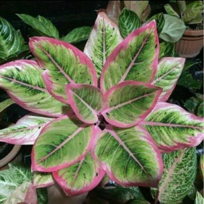 (KW) Aglonema Lipstick Clasick/ Aglonema Lotus KW