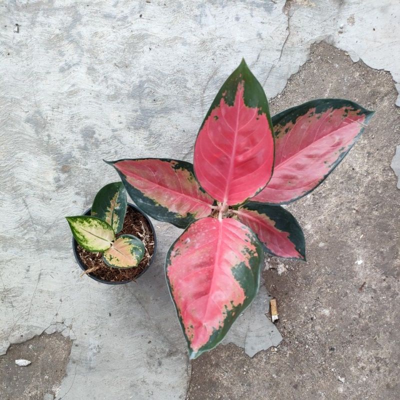 aglonema SB dan suksom jumbo