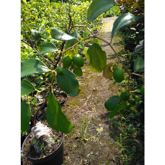 bibit apel putsa/apel india berbuah