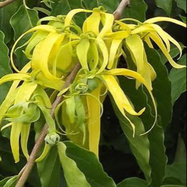 Kenanga kuning (Cananga odorata)  wangi - Bibit bunga kenanga kuning - BAKUL KEMBANG