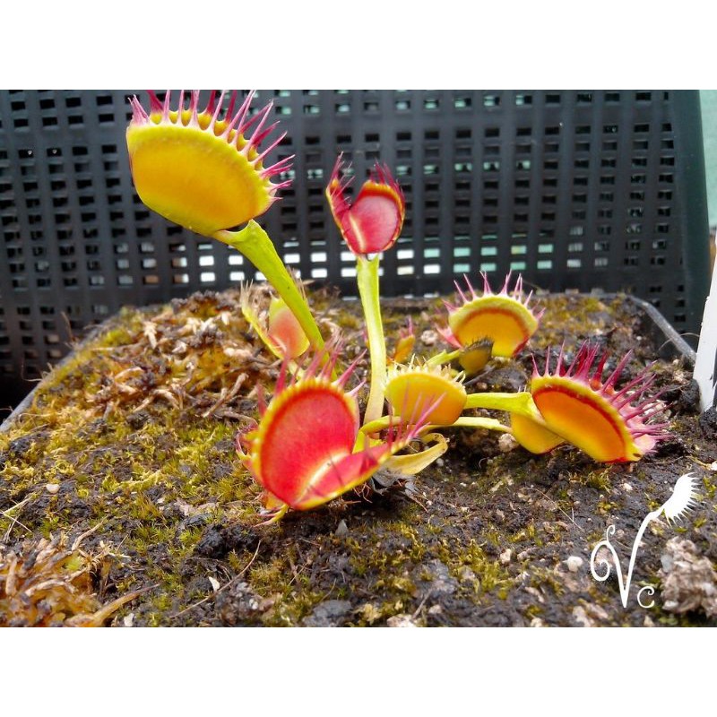 Tanaman Karnivora Venus FlyTrap Venusflytrap VFT Australian Cup