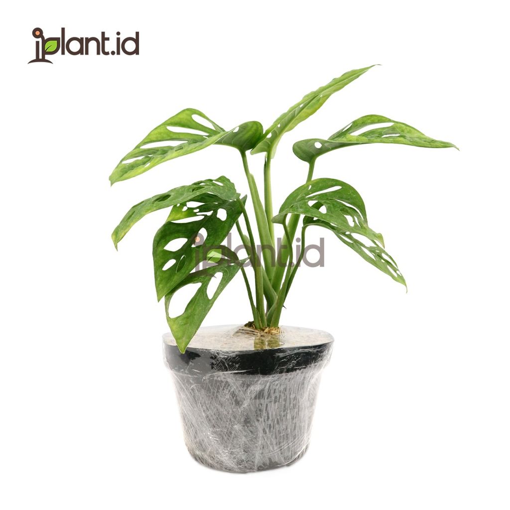 Monstera Acuminata