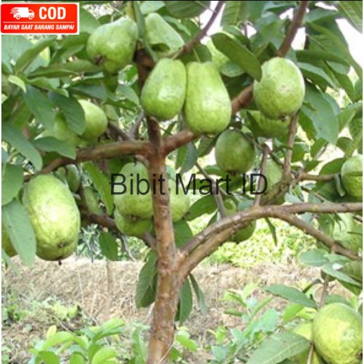 Bibit Jambu Biji Chegua Cangkok