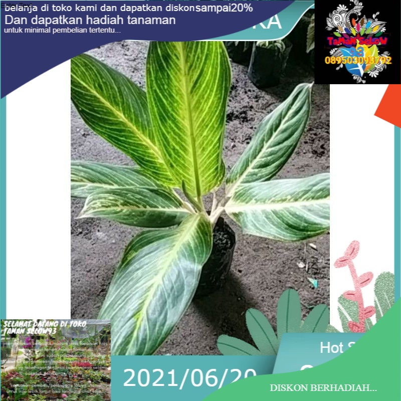 pohon aglonema blanceng golden