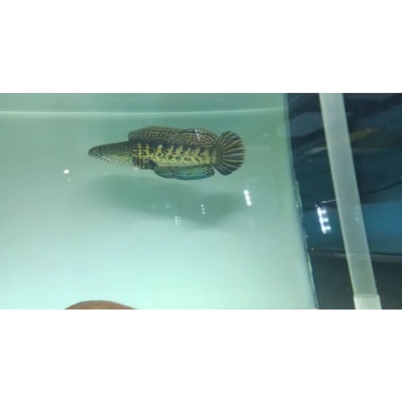 chana auranti SB (short body) 20cm /gabus auranti