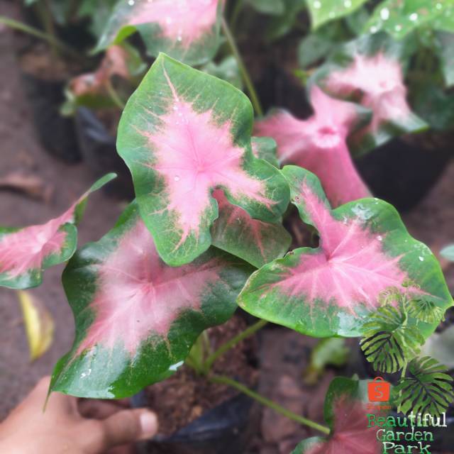 Tanaman hias keladi pink - keladi pink - alocasia pink