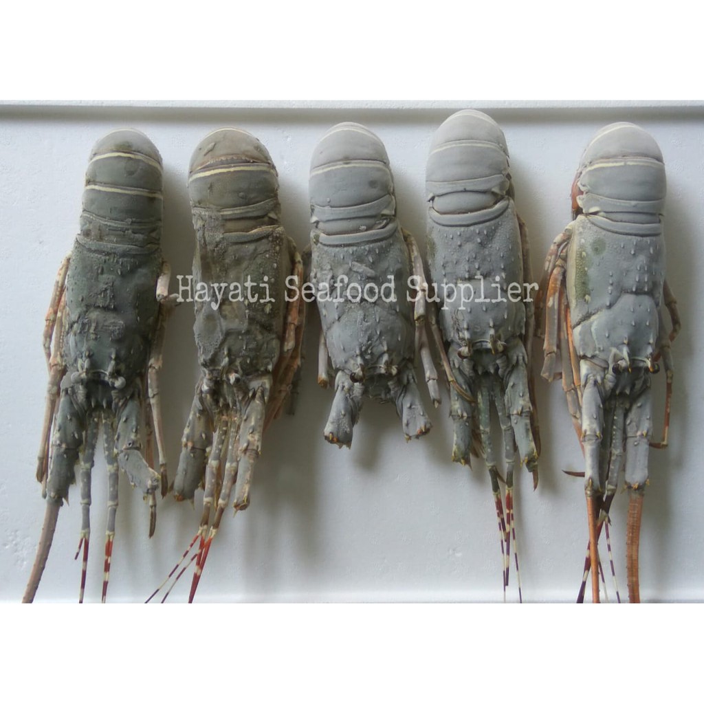 

Frozen Lobster 350-400 gram (1 kg isi 3 ekor)