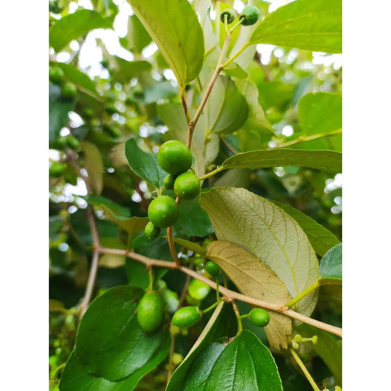 Buah Bidara Arab kering