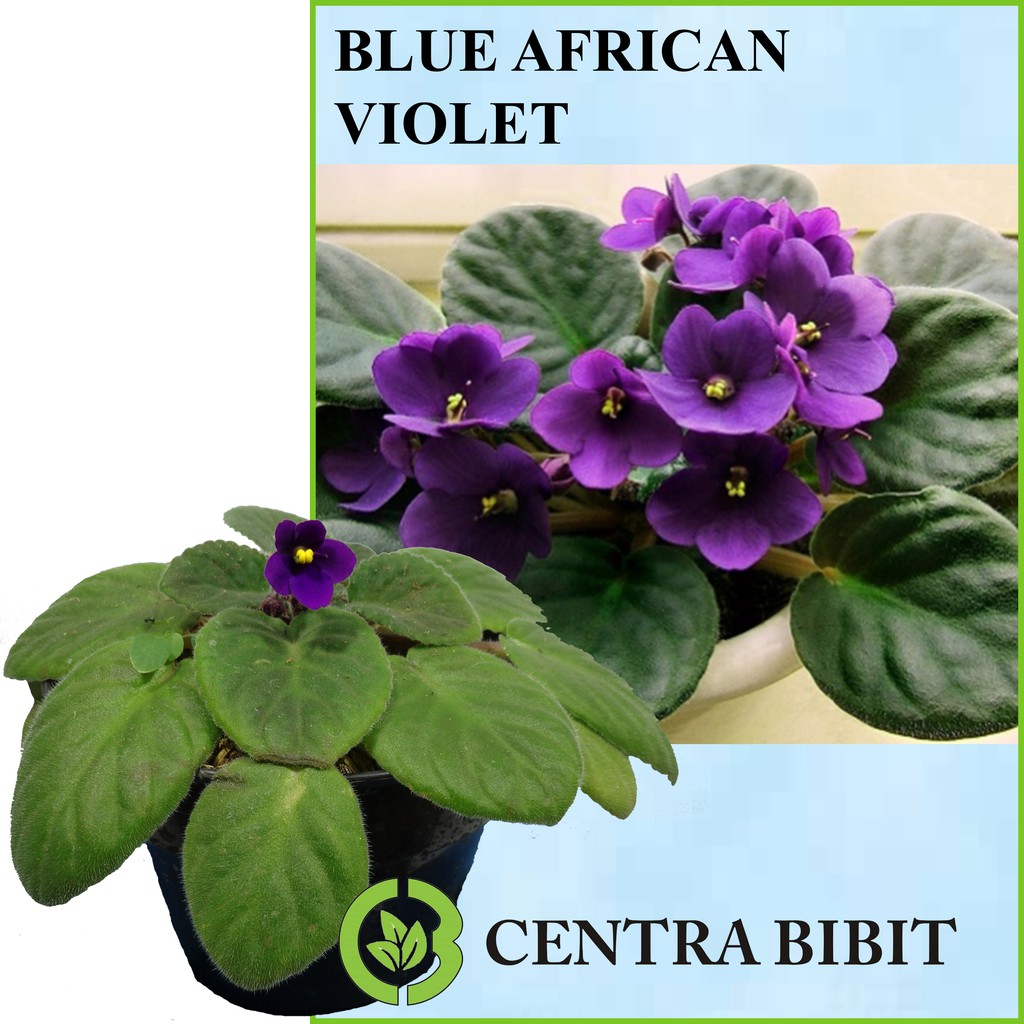 Tanaman Hias Blue African Violet