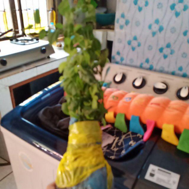 Paket 5 Bibit Tanaman Bidara Bibit Benih Tanaman Daun Biadara Arab