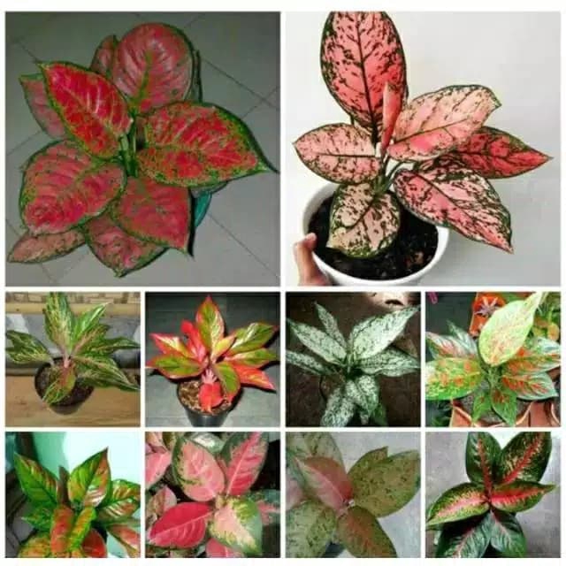 Paket 10 Bunga Aglonema - Tanaman Hias Aglaonema - Tanaman Hidup