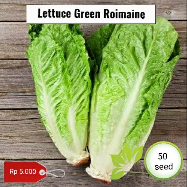 Benih selada green romaine