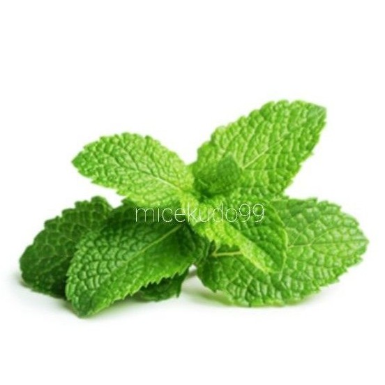 

DAUN MINT SEGAR 100GR ORGANIK / FRESH ORGANIC PEPPERMINT LEAVES LEAF