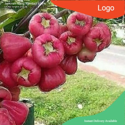 

jambu air cocok utk rujak 500 gram
