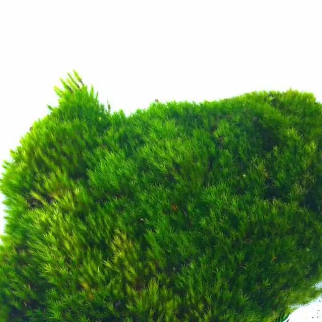 LUMUT HIDUP / FOREST MOSS Cover Bonsai