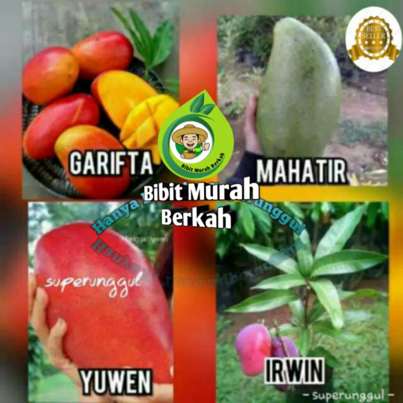 Satu paket (isi 4) bibit mangga super (irwin garifta mahatir yuwen)