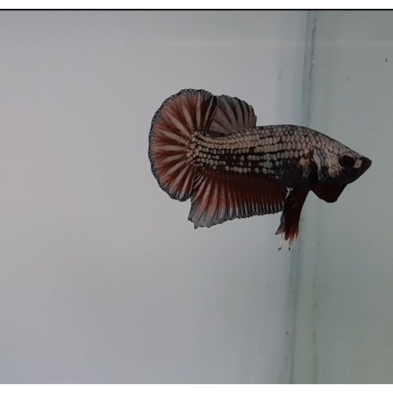 Ikan cupang plakat black samurai