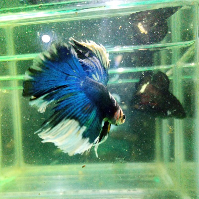 IKAN CUPANG HALFMOON