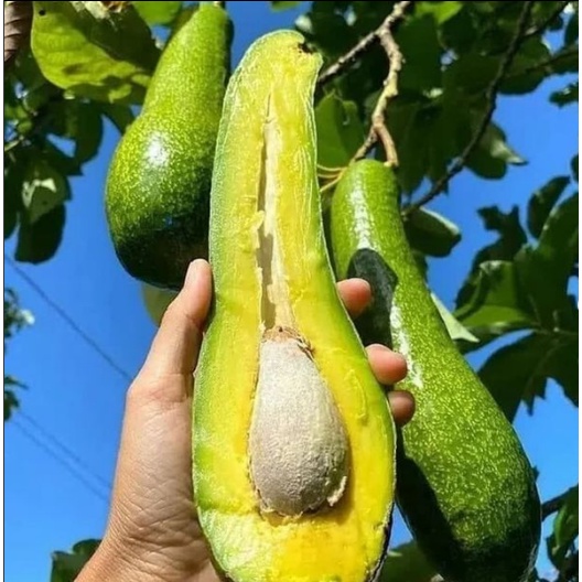 Bibit Buah Alpukat Aligator Super / Tanaman Alpukat Aligator Stek Cepat Berbuah