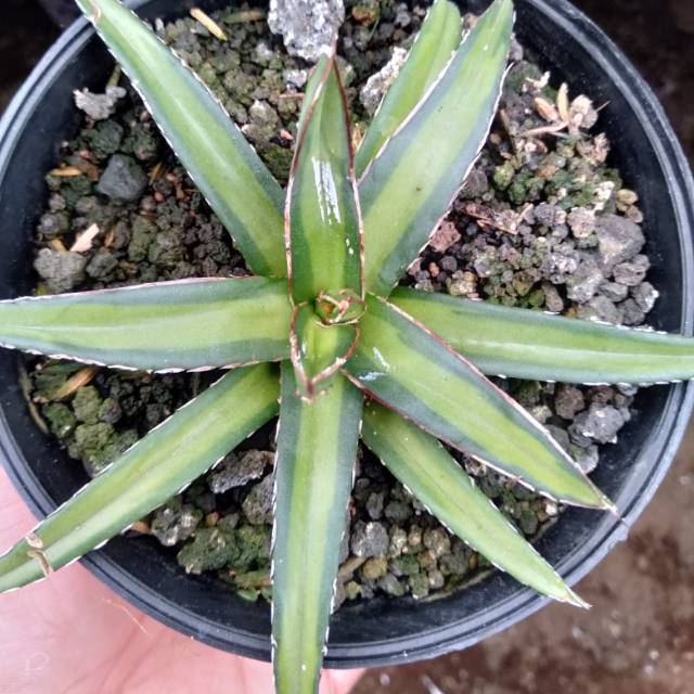 Agave victoria reginae varigata tengah
