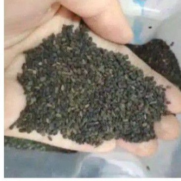 WIJEN HITAM DAN PUTIH 100GRAM