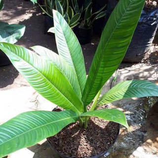 Tanaman hias philodendron lynette philo linet tanaman  