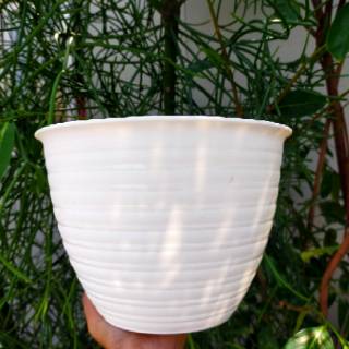  Pot madu  30 putih MIRIP dengan tawon 24cm pot  tanaman 