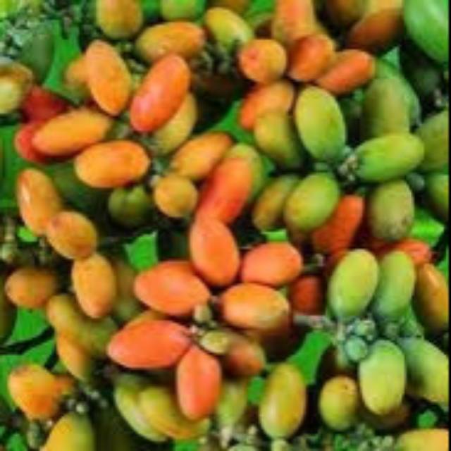 

Buah Tangkil / Biji Melinjo 100 Gr