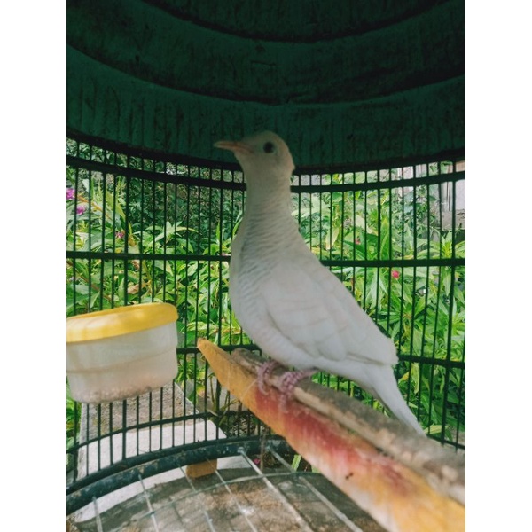 Burung perkutut putih lurik mata merah katuranggan Bodronoyo