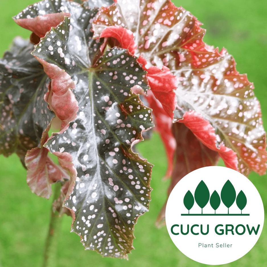 E20Å¾P Tanaman Hias Begonia Mocca Polkadot /Begonia Maculata Mocca ...