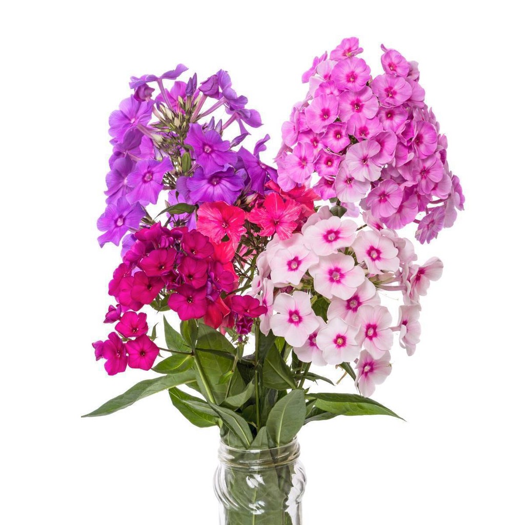 Benih Bibit Biji - Bunga Phlox Paniculata Mix Flower Seeds - IMPORT