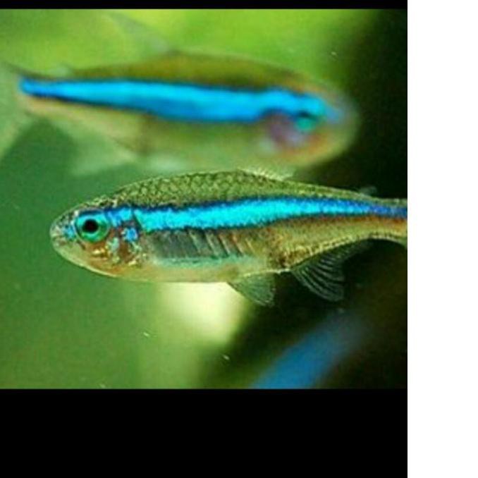 Diskon Khusus ikan hias Green Neon Tetra