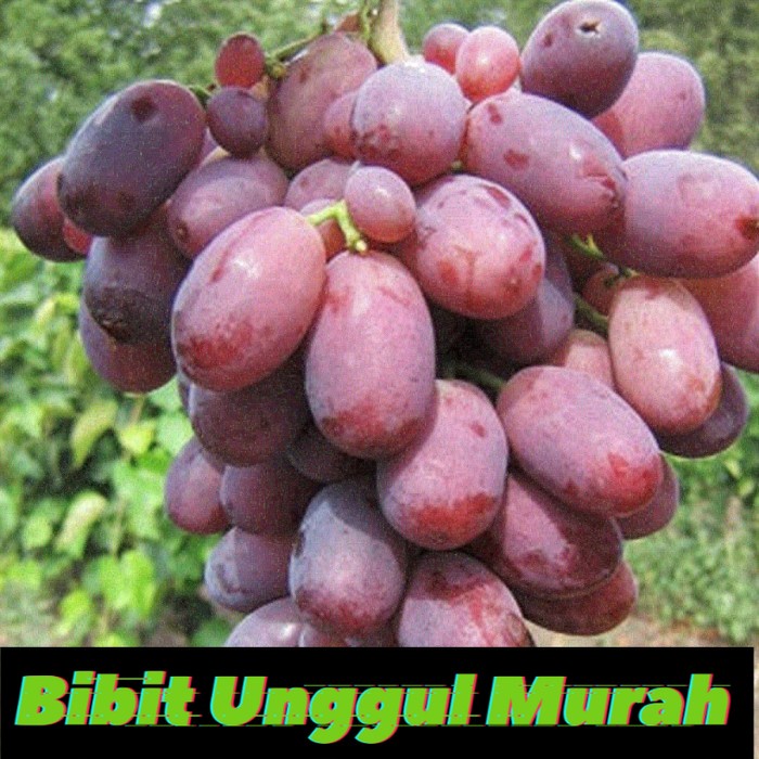 Bibit anggur import sherkhan hasil Grafting