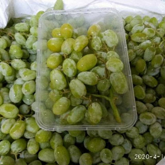 

Buah Anggur Hijau Segar Import Australia | Anggur Hijau Calmeria Berbiji