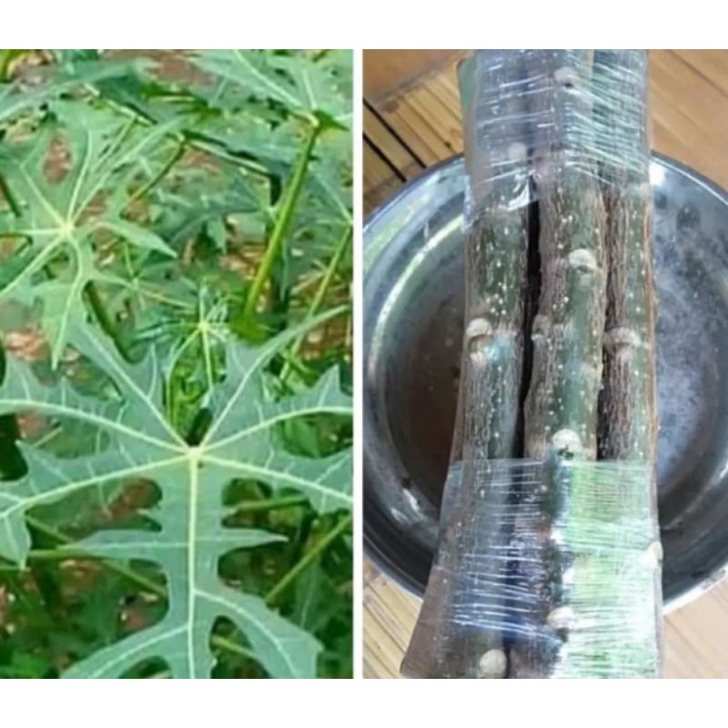 

STEK PEPAYA JEPANG MURAH(FREE DAUN SIAP MASAK 250gr)