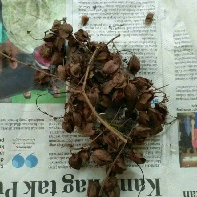 Benih biji bunga air mata pengantin pink(10 benih)