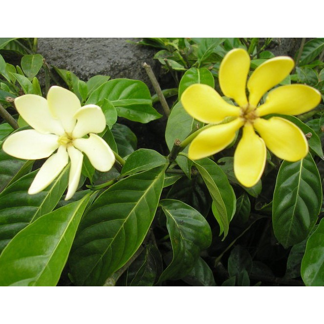 Tanaman Melati Gardenia Carinata