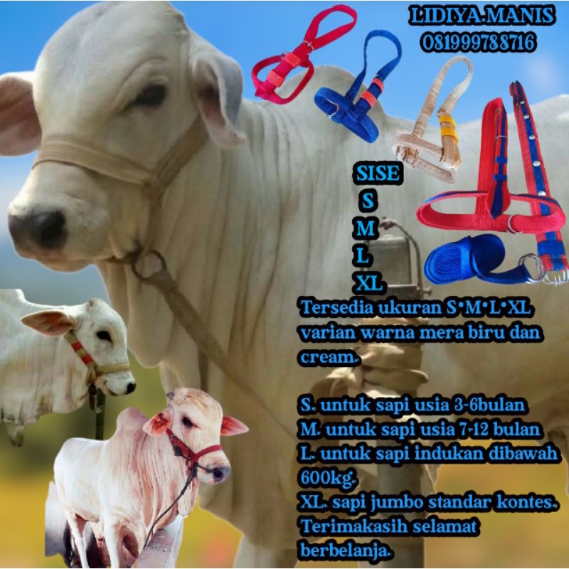 BRANGUS SAPI HEAD HALTER / IKAT KEPALA SAPI. BRANGOS PRODUK ORIGINAL TERBARU TALI WEBBING ( LONCENG 