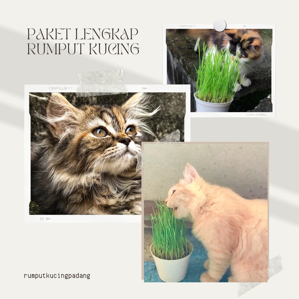 RUMPUT GANDUM KUCING