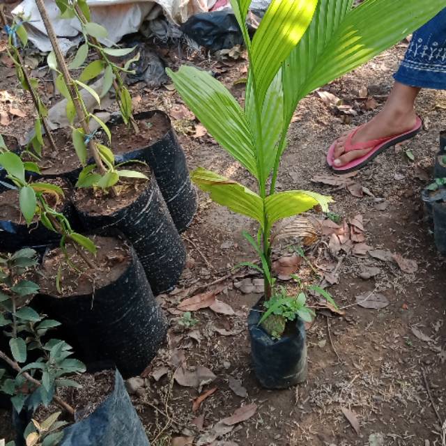

Pinang / jambe