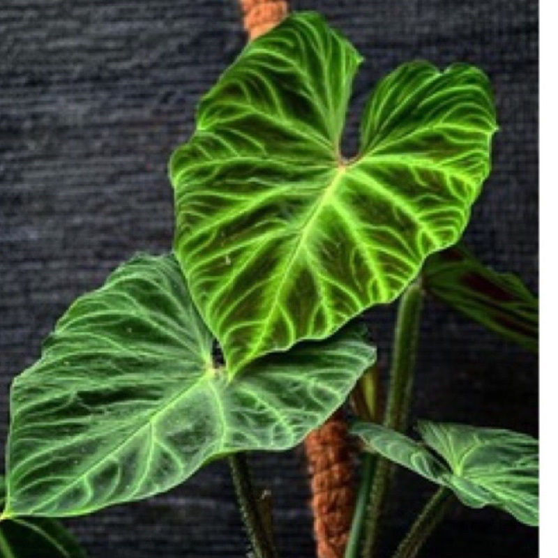 Philodendron verucosum / bonggol tanaman hias verucosum akar sehat