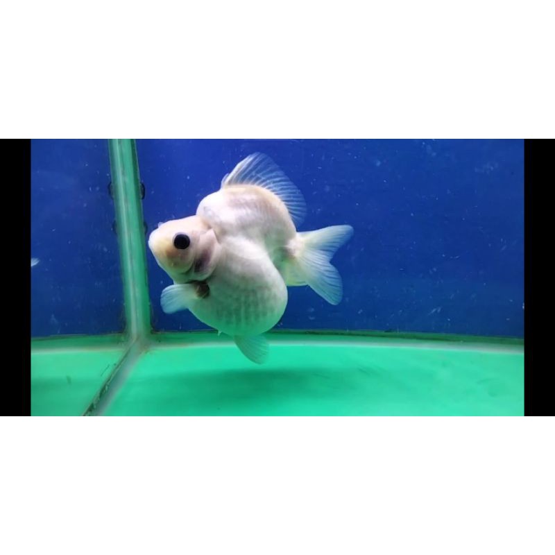 ikan mas koki ryukin white