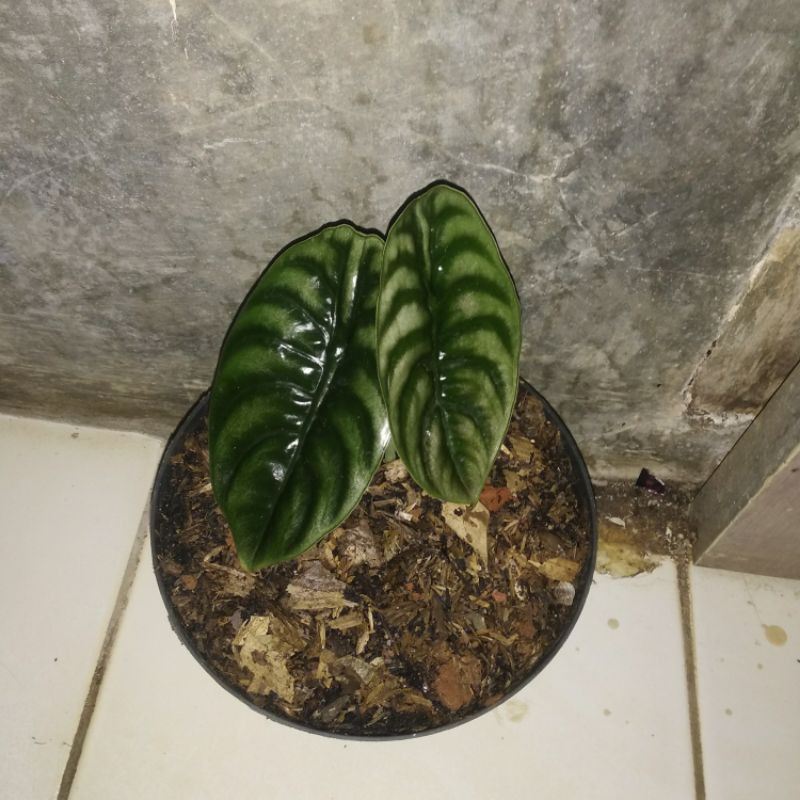 pohon alokasi cuprea black / keladi tengkorak hitam