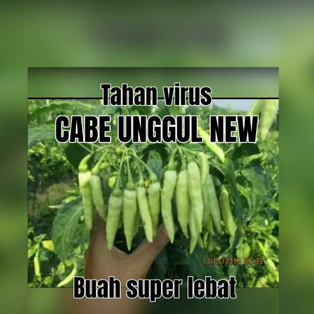 

CABE RAWIT ANEH, SATU DOMPOL 3-13 Buah