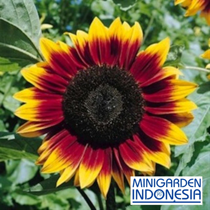 BENIH BUNGA SUNFLOWER RING RED BIJI Bibit bunga matahari merah import f1 fothergills