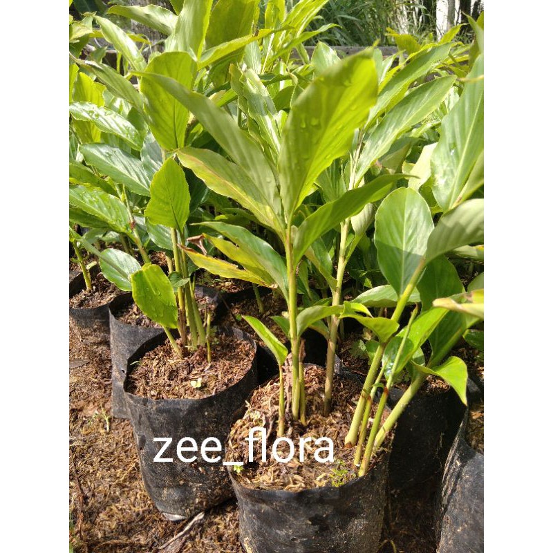 honje atau kecombrang hijau